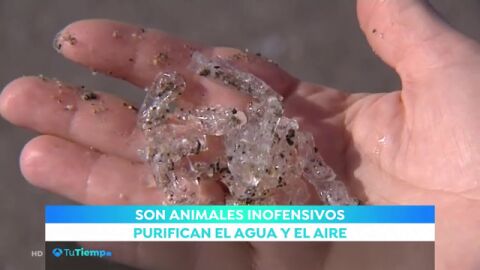 SALPAS