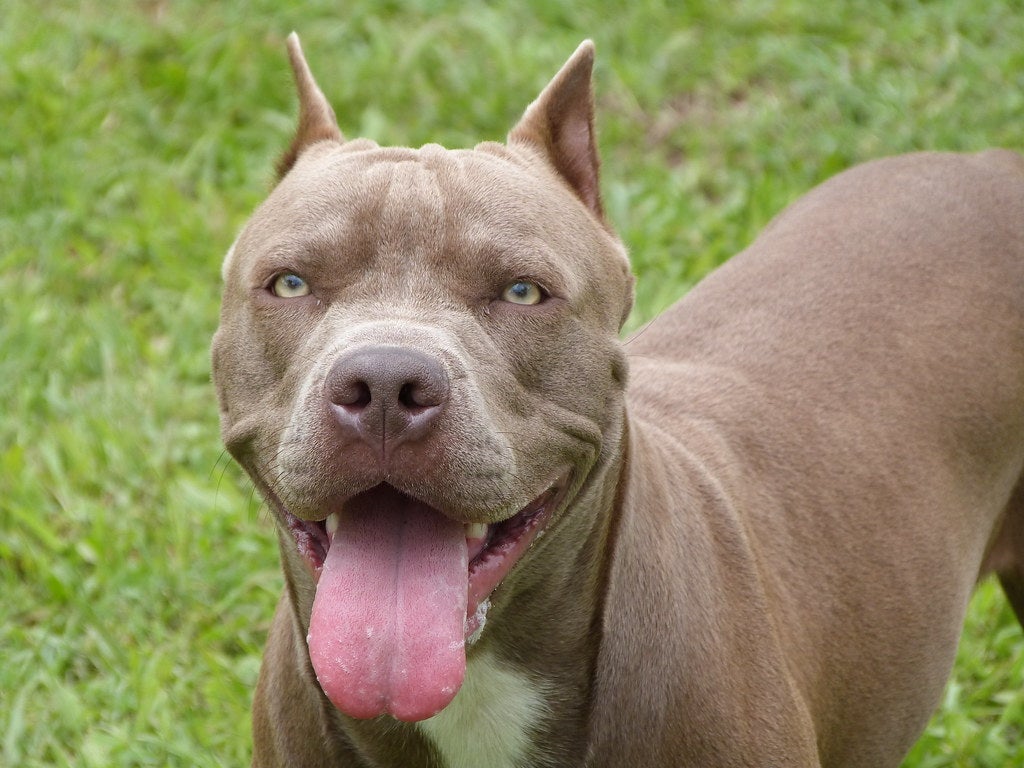 Hospitalizada una niña tras ser atacada por un pitbull en Córdoba Hospitalizada una niña tras ser atacada por un pitbull en Córdoba