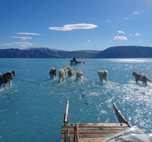 Perros arrastrando por el agua un trineo en Groenlandia Perros arrastrando por el agua un trineo en Groenlandia