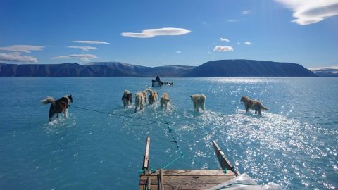 Perros arrastrando por el agua un trineo en Groenlandia