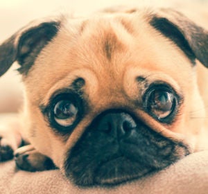 Un perro triste Un perro triste