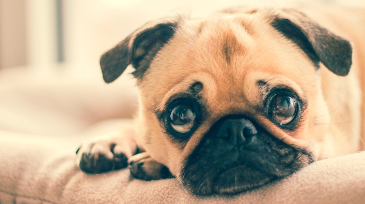 Un estudio explica cómo los perros son capaces de poner cara de tristeza para enternecer a los humanos Un estudio explica cómo los perros son capaces de poner cara de tristeza para enternecer a los humanos