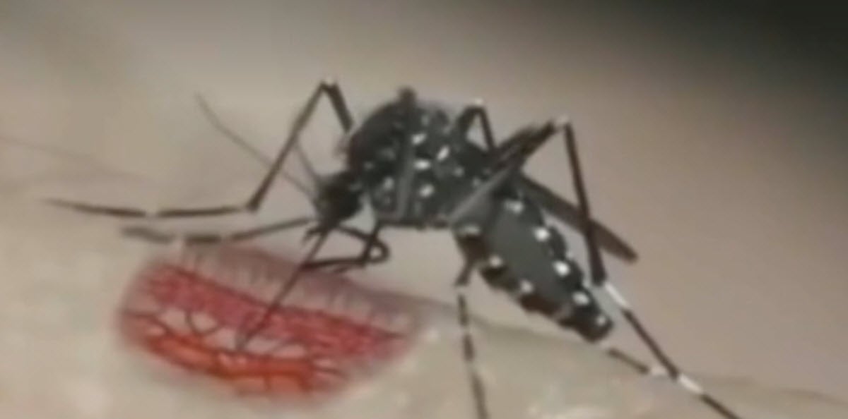 Detectado en Madrid el primer caso autóctono de dengue por transmisión sexual en Europa Detectado en Madrid el primer caso autóctono de dengue por transmisión sexual en Europa