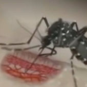 El mosquito tigre puede transmitir el virus chikungunya, dengue y zika.