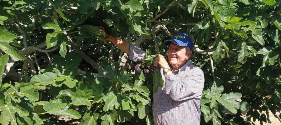 Higuera en una finca agrícula de Elche. Higuera en una finca agrícula de Elche.