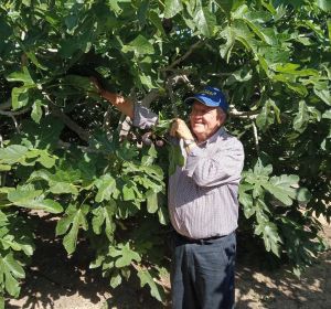 Higuera en una finca agrícula de Elche. Higuera en una finca agrícula de Elche.