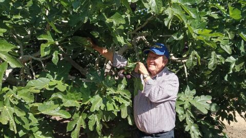Higuera en una finca agr&iacute;cula de Elche. 