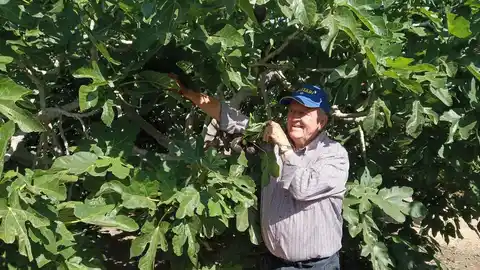 Higuera en una finca agrícula de Elche. Higuera en una finca agrícula de Elche.