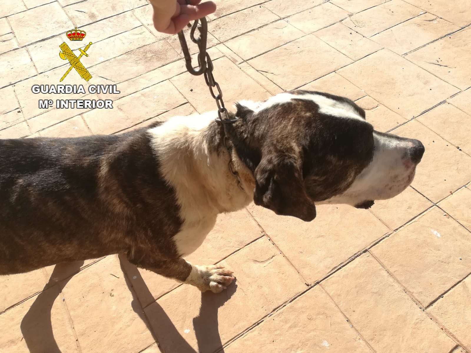 Investigan a dos personas por robar cinco perros de rehala en Viso del Marqués Investigan a dos personas por robar cinco perros de rehala en Viso del Marqués