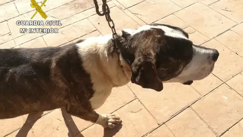 Uno de los perros que fueron robados Uno de los perros que fueron robados