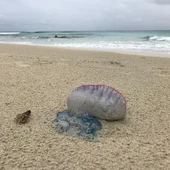 Un ejemplar de carabela portuguesa Un ejemplar de carabela portuguesa