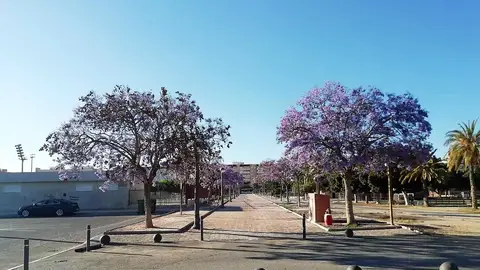 Elche. Elche.