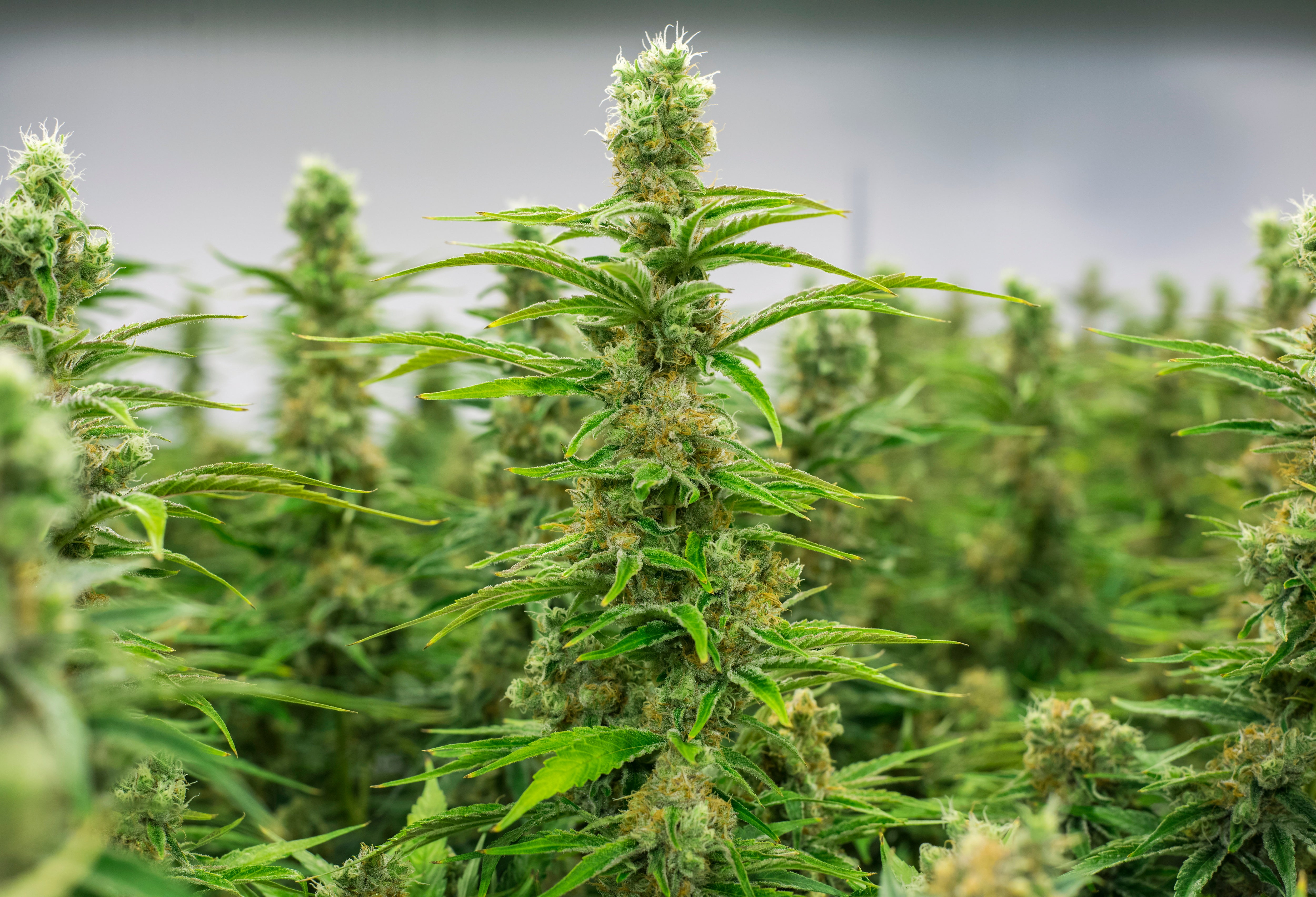 A lo Gonzo: ¿Debería legalizarse el uso terapéutico de la marihuana? A lo Gonzo: ¿Debería legalizarse el uso terapéutico de la marihuana?