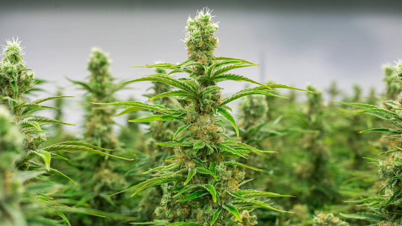 Imagen de archivo de plantaciones de marihuana.
