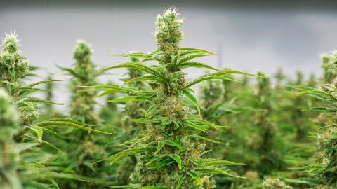 Imagen de archivo de plantaciones de marihuana. 