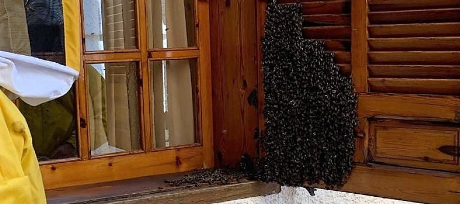 Enjambre de abejas en la ventana de una vivienda de Elche. Enjambre de abejas en la ventana de una vivienda de Elche.