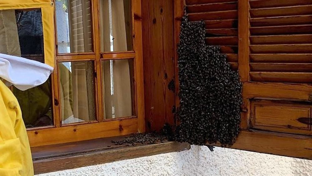 Enjambre de abejas en la ventana de una vivienda de Elche.