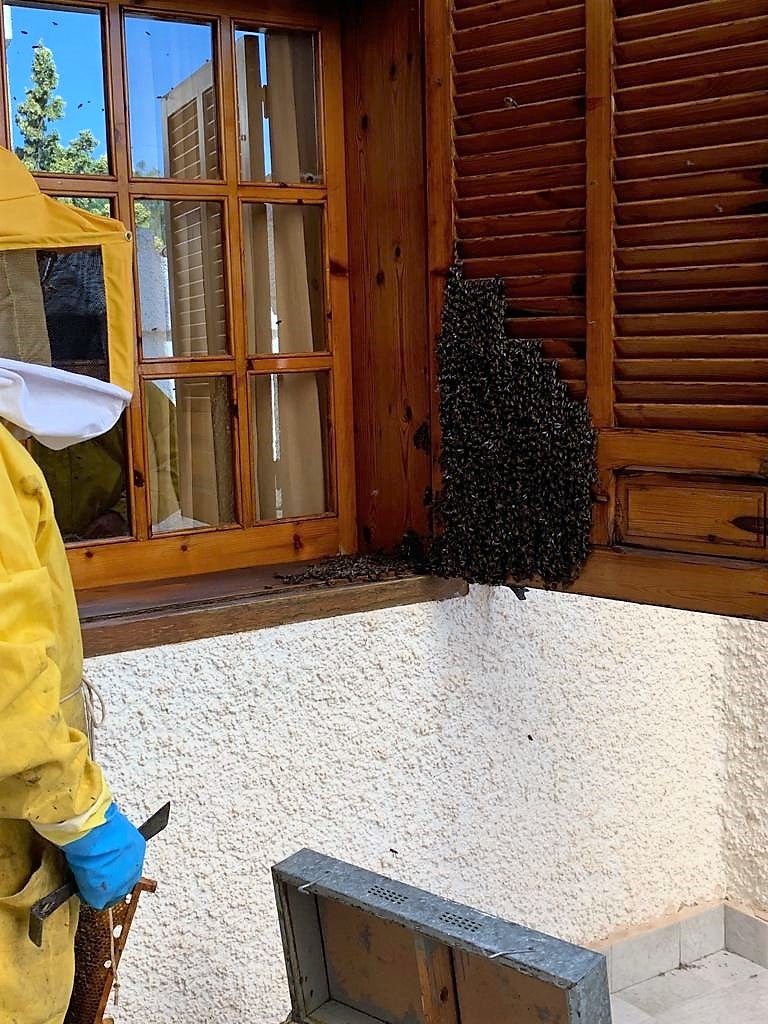 La presencia de enjambres de abejas provoca una veintena de intervenciones de los bomberos del Vinalopó y la Vega Baja La presencia de enjambres de abejas provoca una veintena de intervenciones de los bomberos del Vinalopó y la Vega Baja