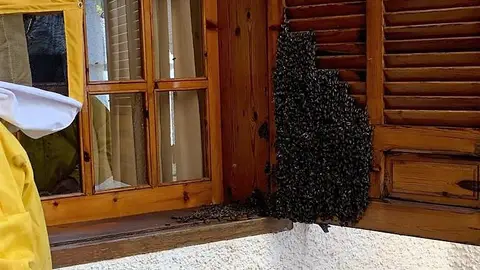 Enjambre de abejas en la ventana de una vivienda de Elche. Enjambre de abejas en la ventana de una vivienda de Elche.