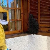 Enjambre de abejas en la ventana de una vivienda de Elche.