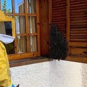Enjambre de abejas en la ventana de una vivienda de Elche. Enjambre de abejas en la ventana de una vivienda de Elche.