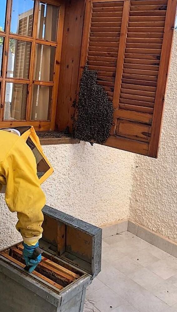 Enjambre de abejas en la ventana de una casa de Elche.