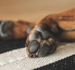 Patas de un perro Patas de un perro