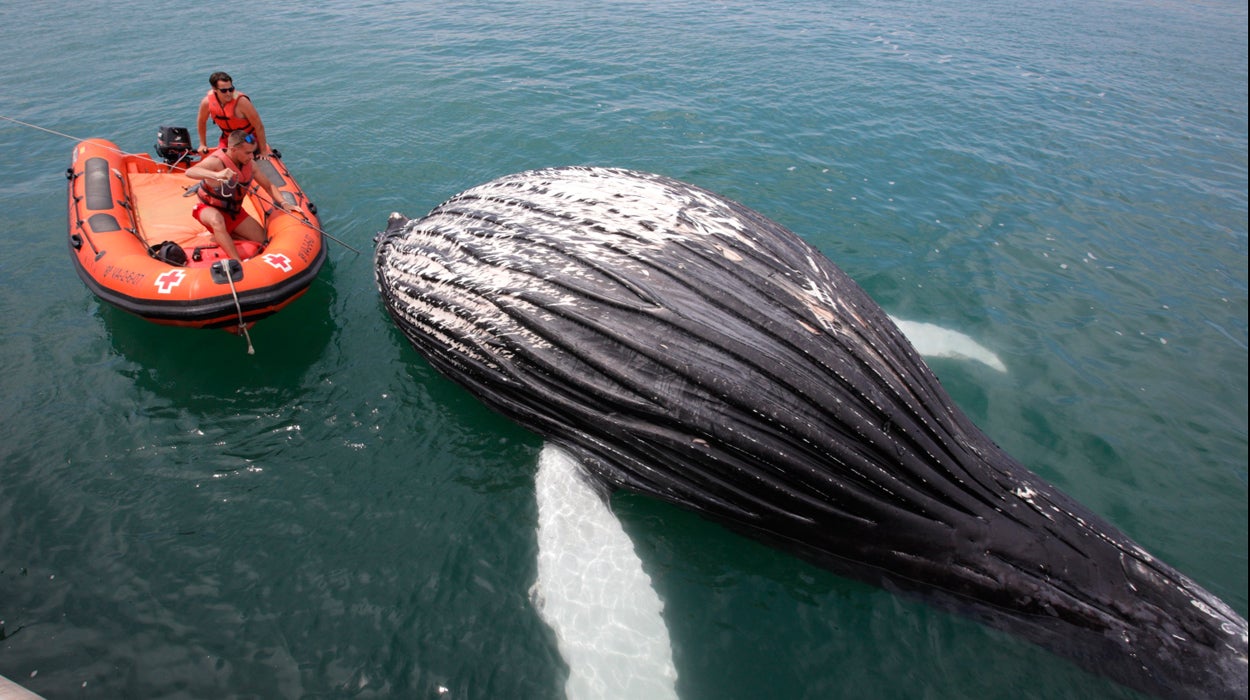 El cadáver de una ballena aparece varado en la escollera del puerto de Gandia El cadáver de una ballena aparece varado en la escollera del puerto de Gandia