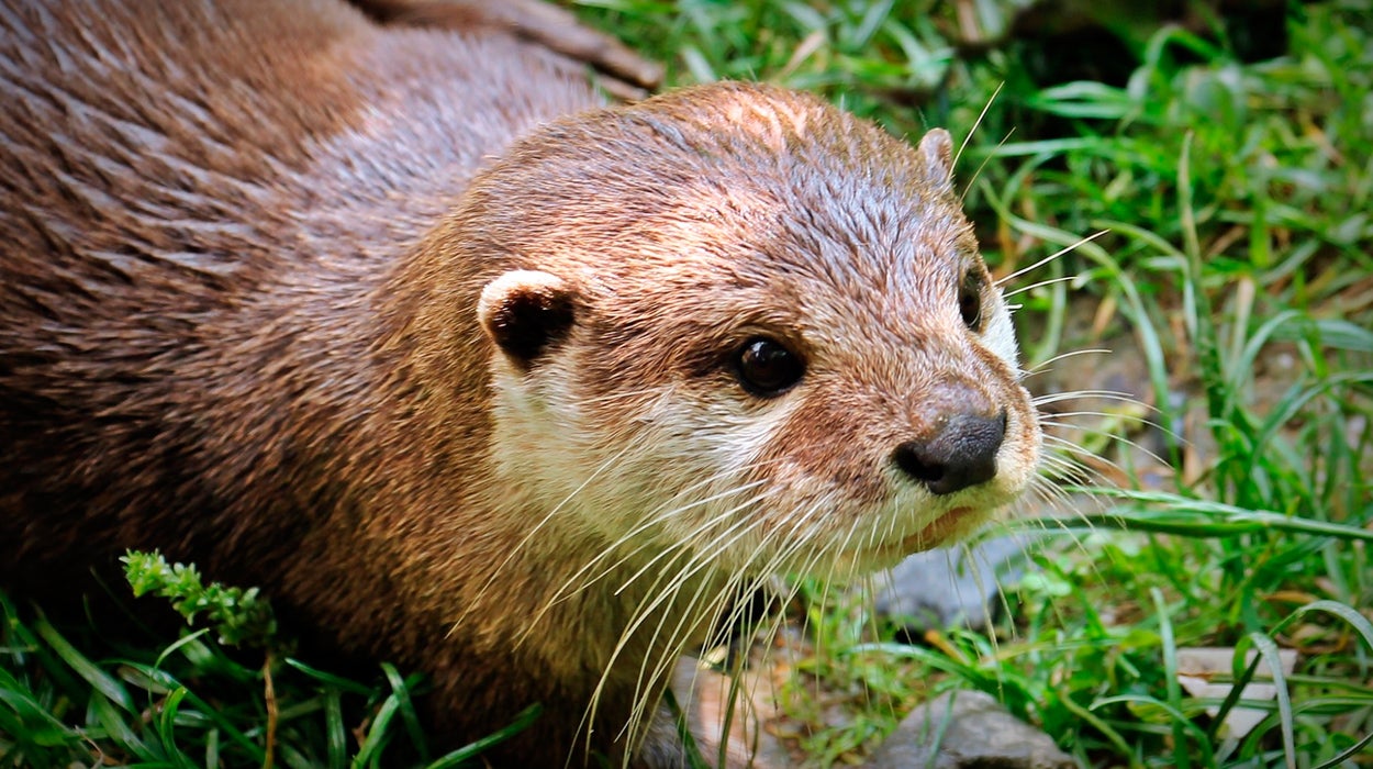 La nutria regresa a Madrid a través del Manzanares tras 50 años desaparecida en la zona La nutria regresa a Madrid a través del Manzanares tras 50 años desaparecida en la zona