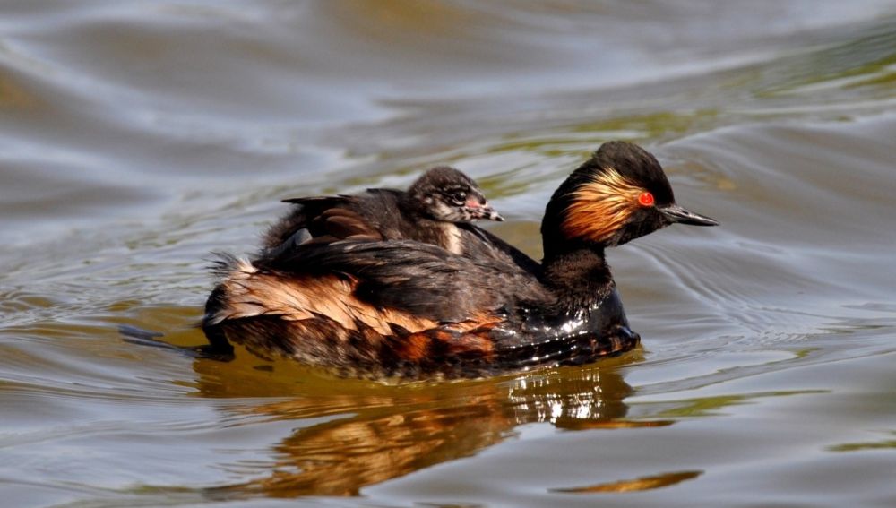 Hembra de Zampullin cuellinegro con una cría en El Hondo de Elche. 