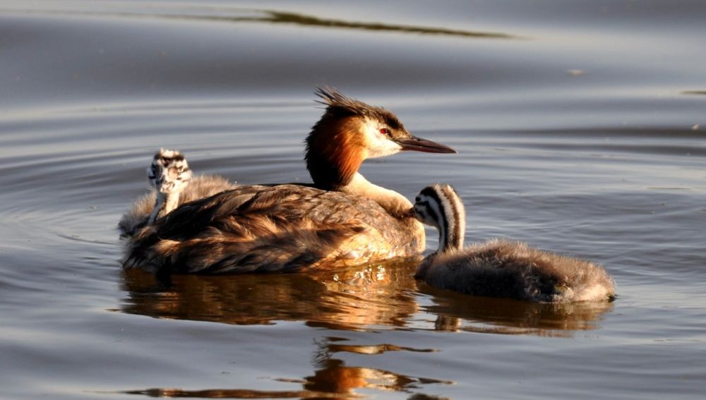 Ejemplar de Somormujo con dos pollos en El Hondo de Elche.