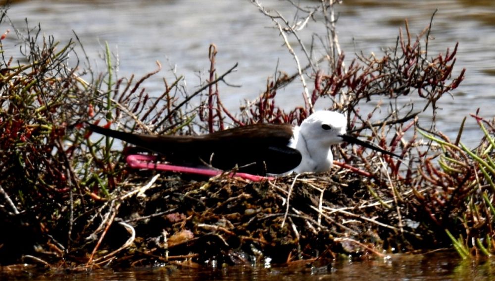 Nido con una Nido Cigüeñuela en El Hondo de Elche.