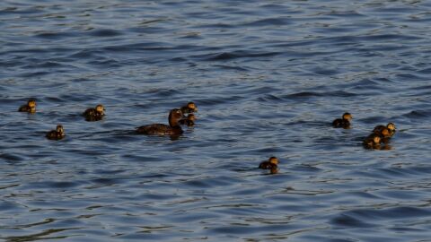 Hembra de Porr&oacute;n com&uacute;n con diez pollitos en El Hondo de Elche.