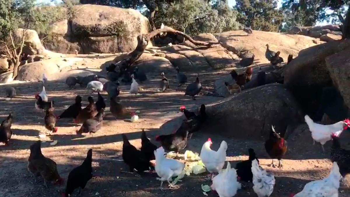 Gallinas de la explotación 'Cobardes y Gallinas'