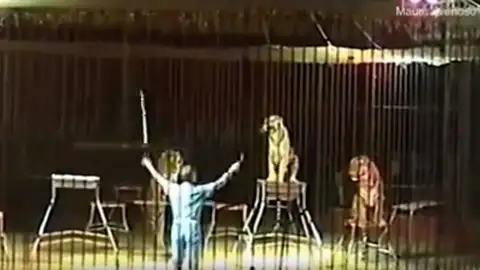 Los tigres durante el ensayo Los tigres durante el ensayo