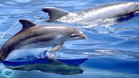 Delfines mulares
