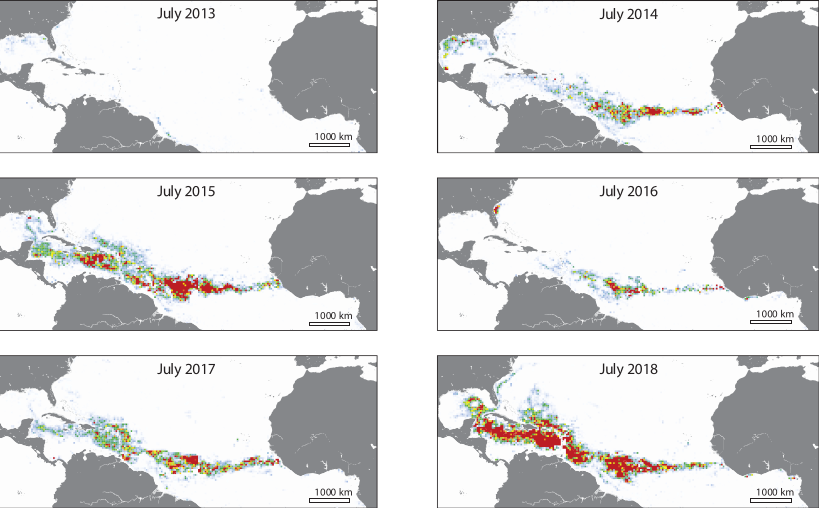 La Brújula de la ciencia: El enorme cinturón de algas que une América y África La Brújula de la ciencia: El enorme cinturón de algas que une América y África