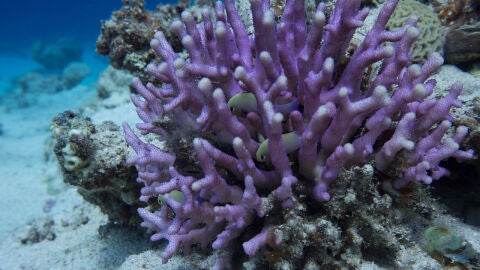 Los cristales del esqueleto de coral registran la acidificacion de los oceanos