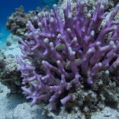 Los cristales del esqueleto de coral registran la acidificacion de los oceanos