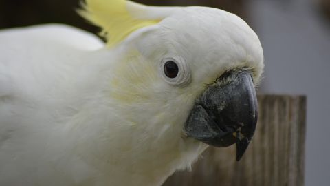 Cacat&uacute;a