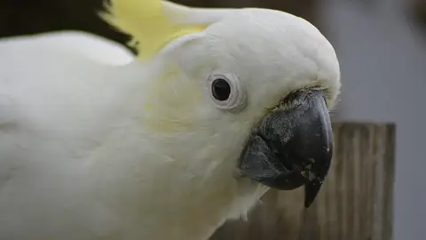 Cacatúa Cacatúa