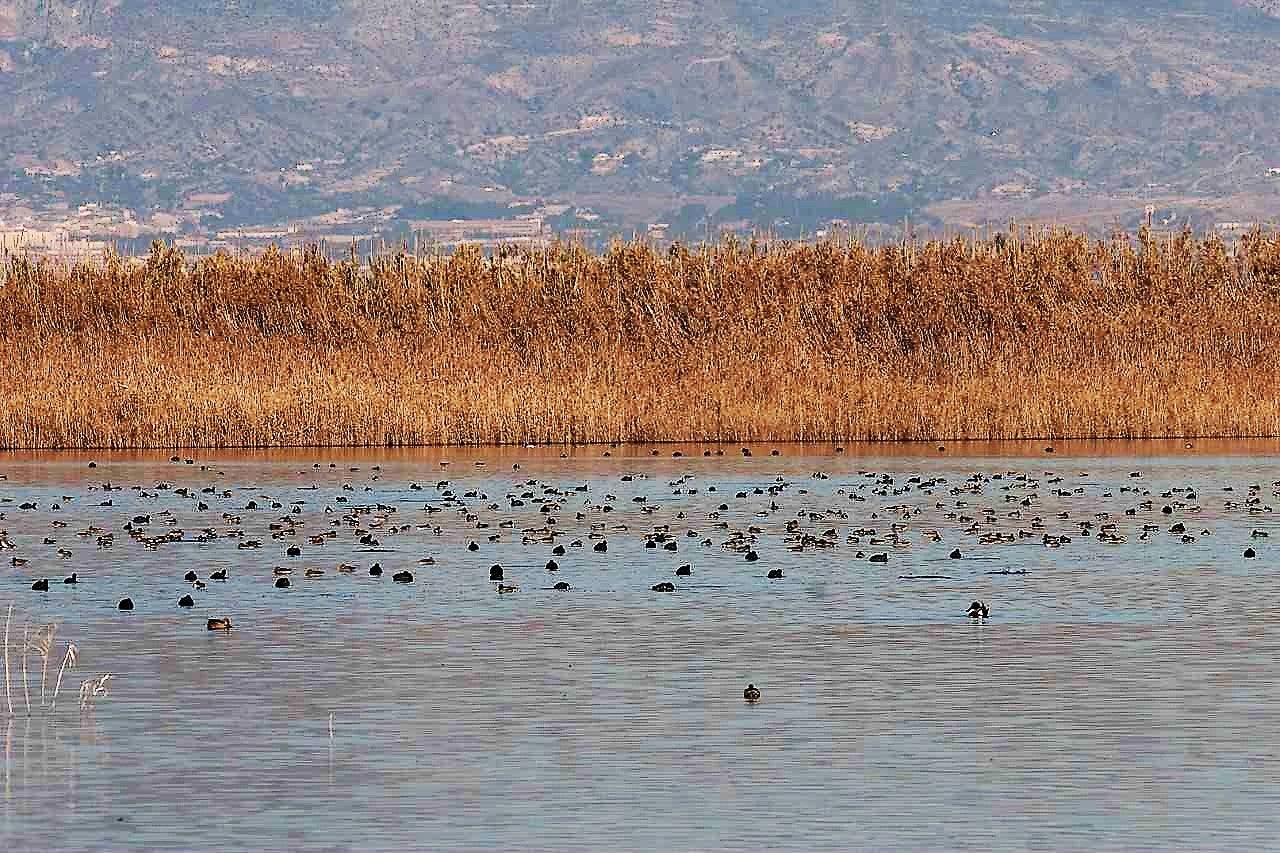 Amigos de los Humedales del Sur de Alicante reclama acceder a los planes de caza autorizados para El Hondo Amigos de los Humedales del Sur de Alicante reclama acceder a los planes de caza autorizados para El Hondo