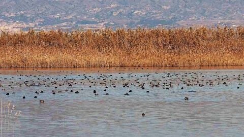 Aves en el Parque Natural de El Hondo en Elche.