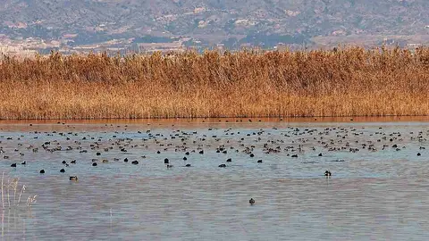 Aves en el Parque Natural de El Hondo en Elche. Aves en el Parque Natural de El Hondo en Elche.