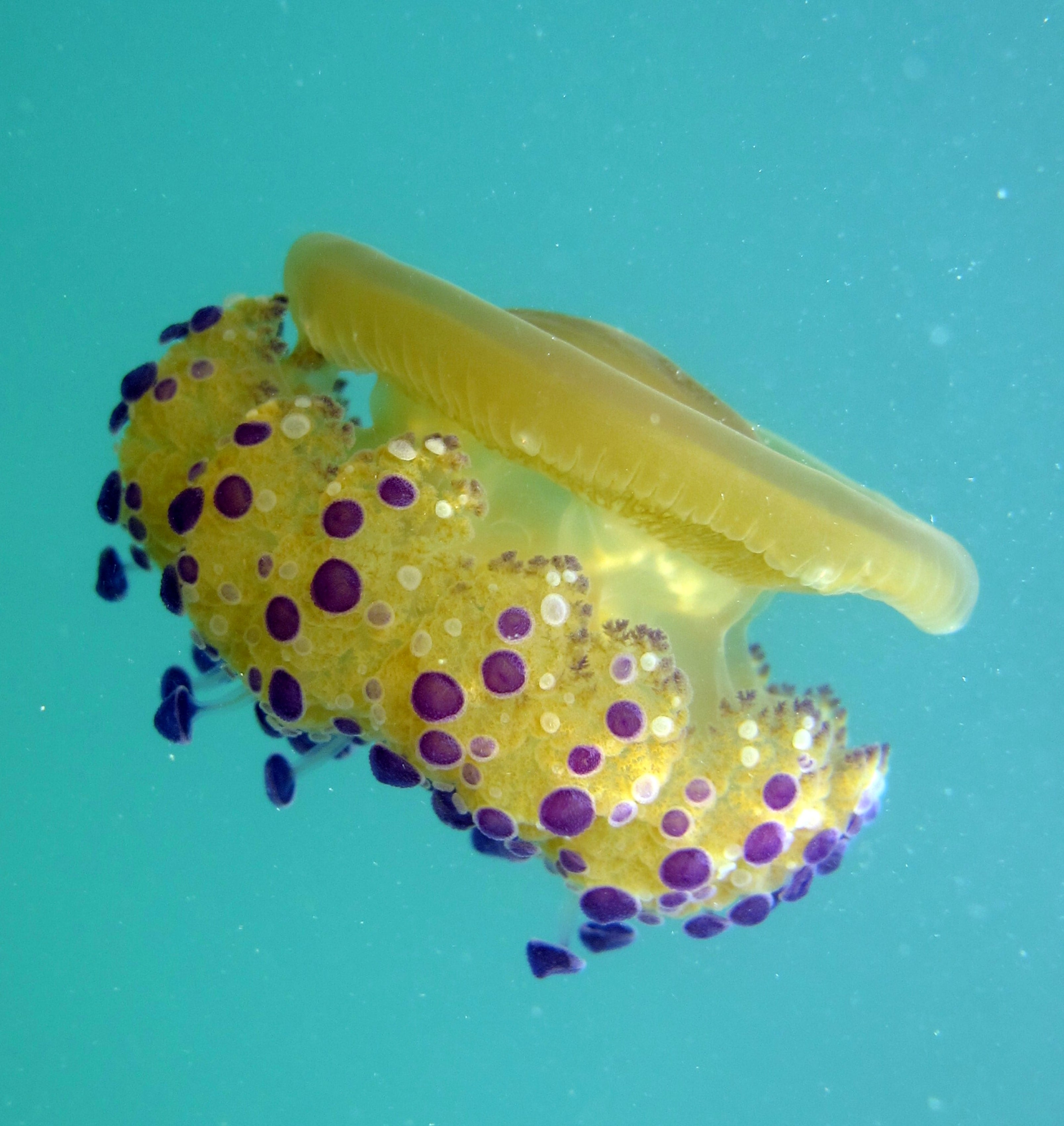 ¿Qué hacer si te pica una medusa?: Esto es lo que nos aconseja el CSIC ¿Qué hacer si te pica una medusa?: Esto es lo que nos aconseja el CSIC