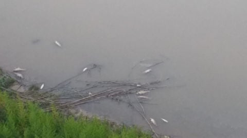 Peces muertos en el r&iacute;o de Llobregat