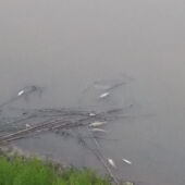 Peces muertos en el río de Llobregat