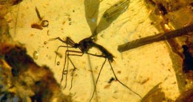 La ciència de Jurassic Park, fins on és real? La ciència de Jurassic Park, fins on és real?