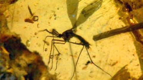 El mosquito del que los cient&iacute;ficos de Jurassic Park extraen un poco de ADN para crear una nueva especie. 