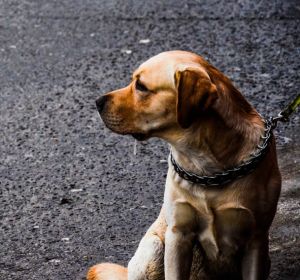 Perro en la calle Perro en la calle